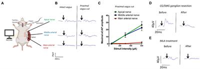 The cholinergic anti-inflammatory pathway inhibits inflammation without lymphocyte relay